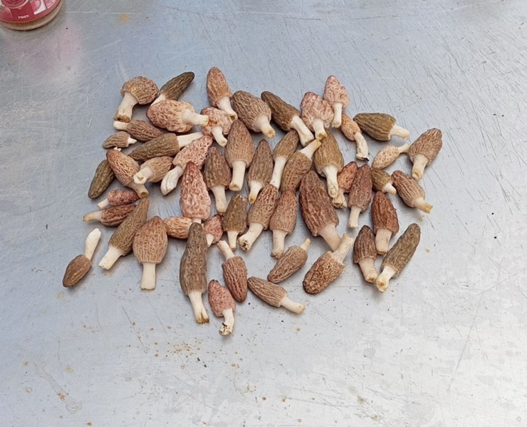 Грибники оценили урожай сморчков из Каштака. Фото: Николай Демченко, Группа «Грибы. Ягоды. Травы. Челябинск и область», vk.com