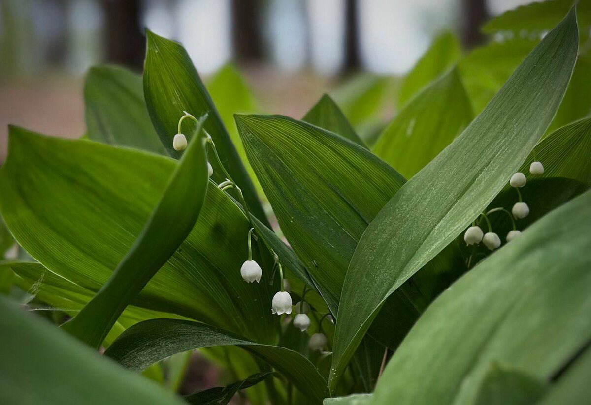 Автор фото: энтузиаст Наталья Дроздова