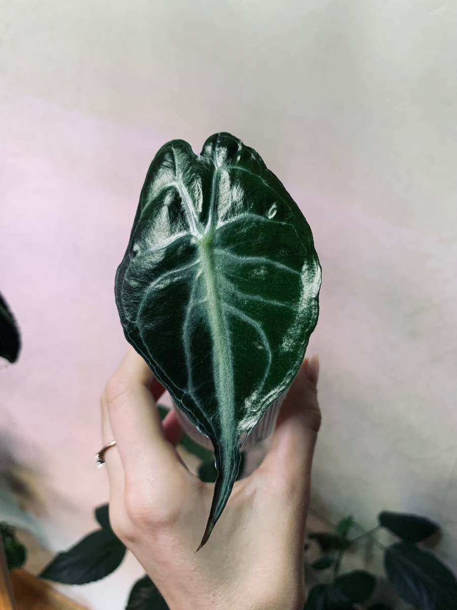 Алоказия Веном 