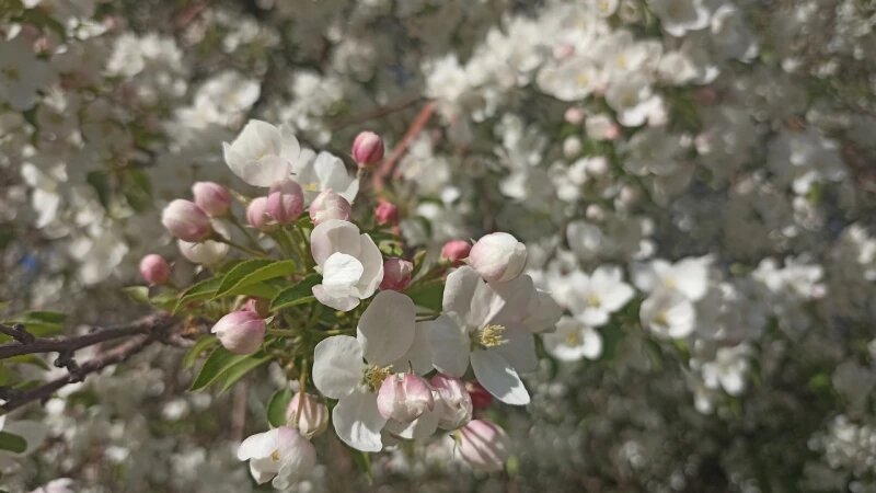     Барнаул в мае. altapress.ru