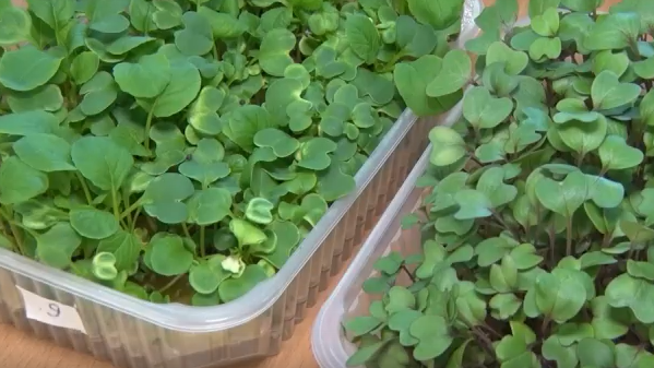     У студентов назаровского аграрного техникума поспел первый урожай