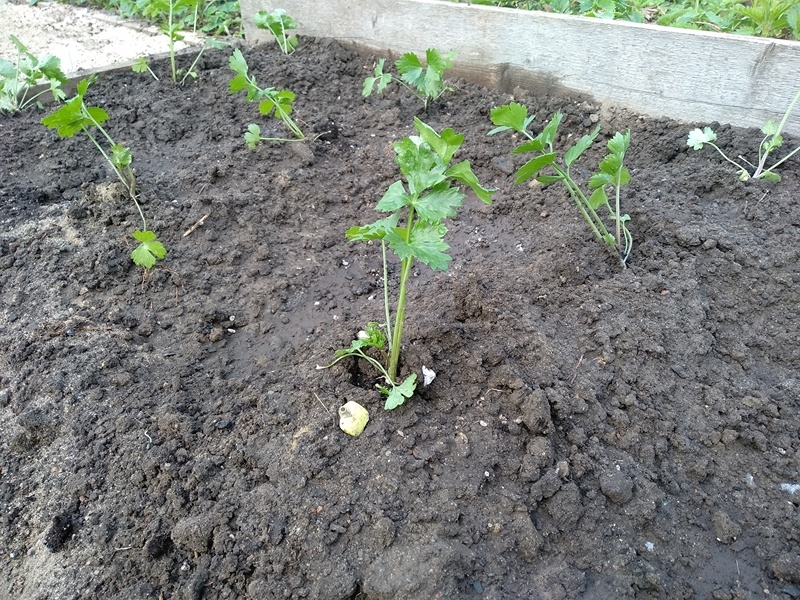 Рассада корневого сельдерея на грядах