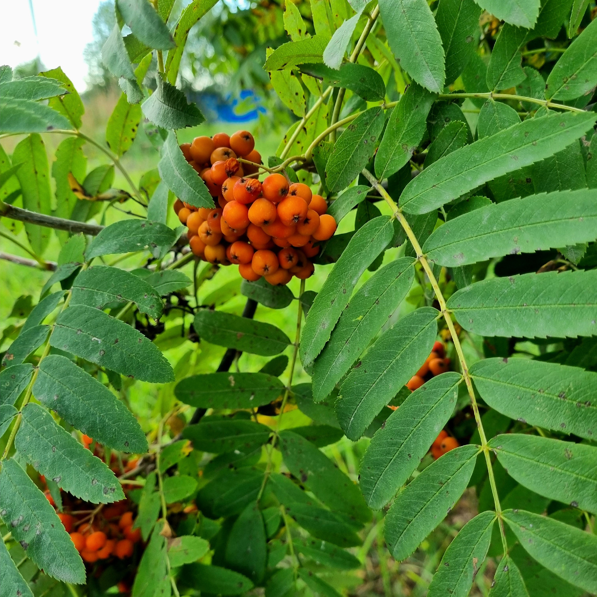 Прощай, Шуйская рябинка! 