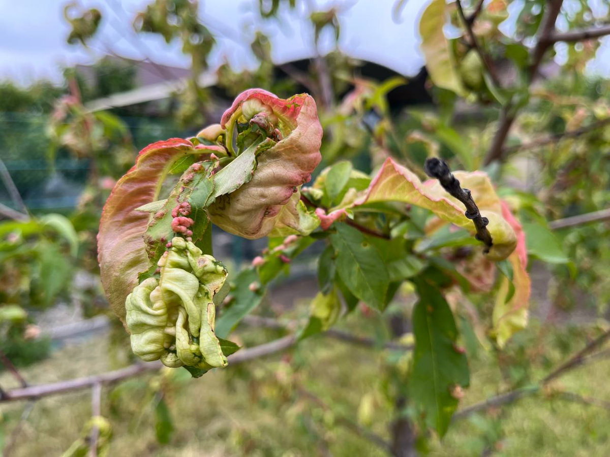курчавость персика