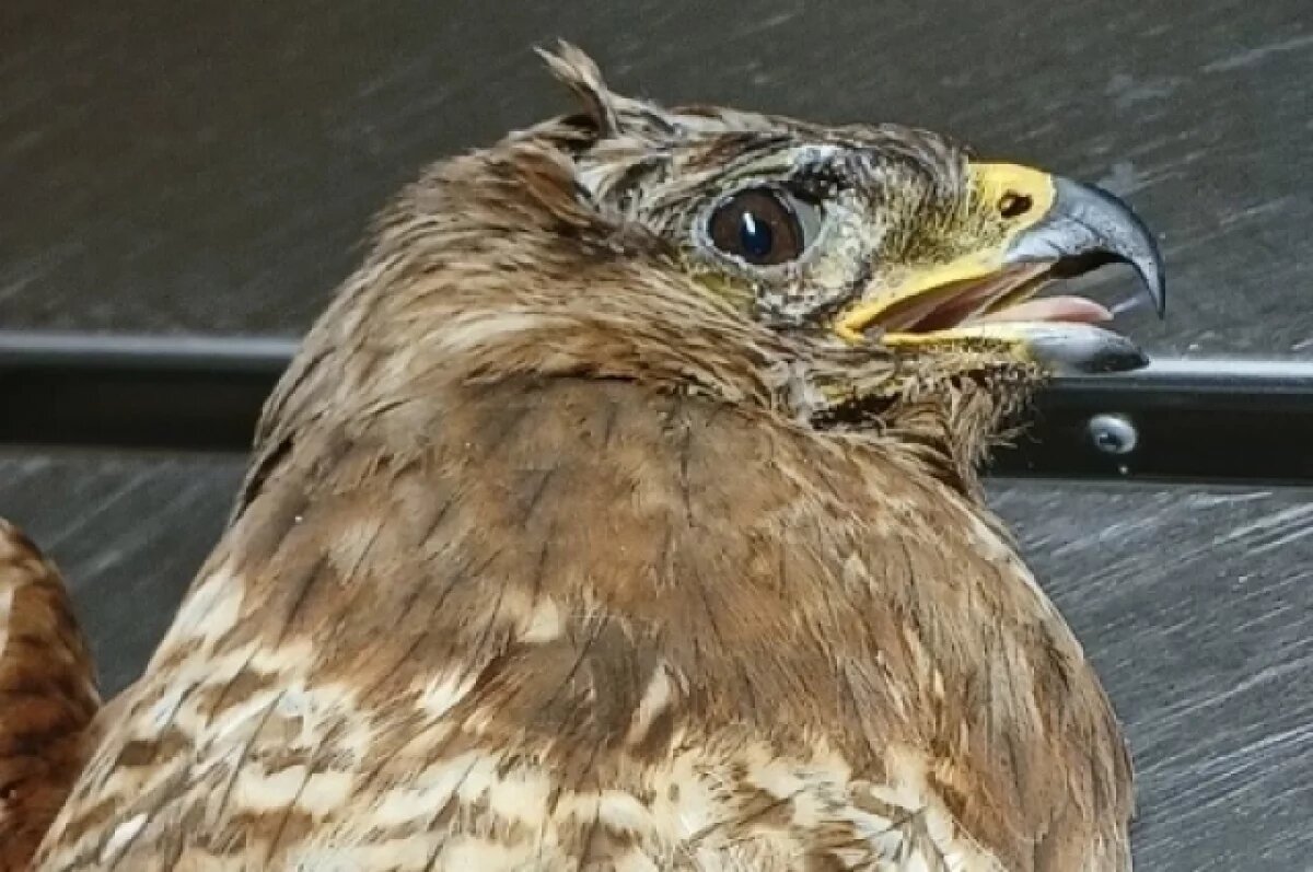    Ослабленного канюка спасают в Центре сохранения биоразнообразия Тамбова