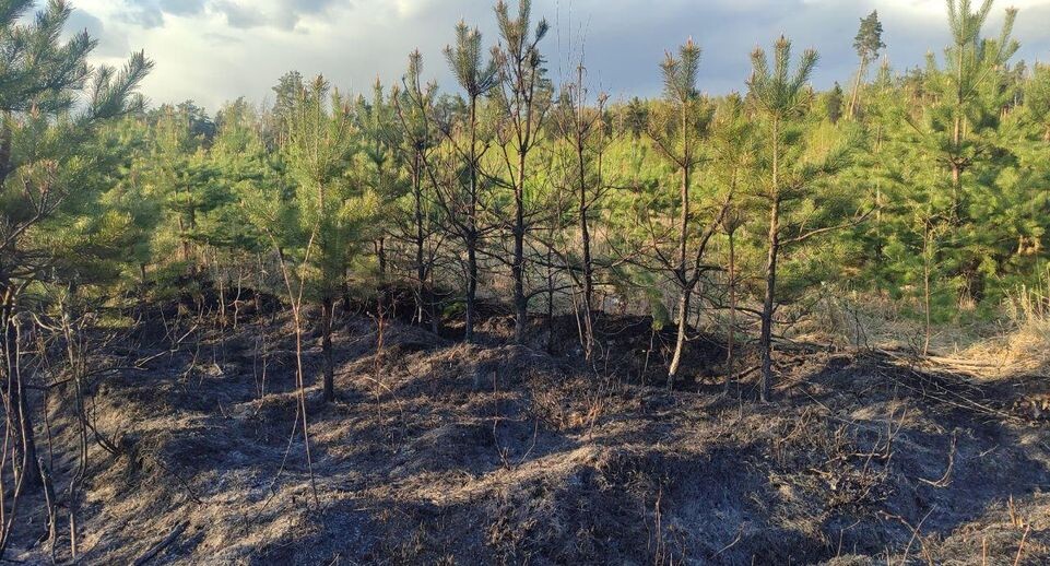    Комитет лесного хозяйства Московской области
