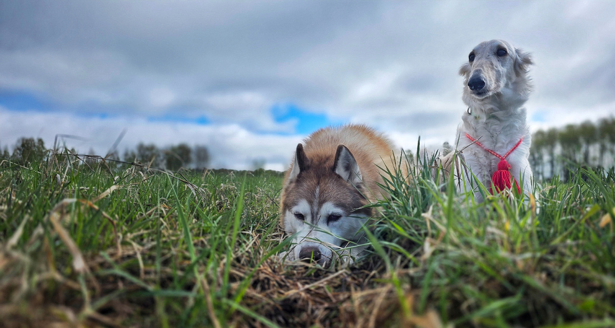 Парочка: Игорь 11,5 лет и Марья, 14 дней назад спасенная из Белгорода (старая борзая)