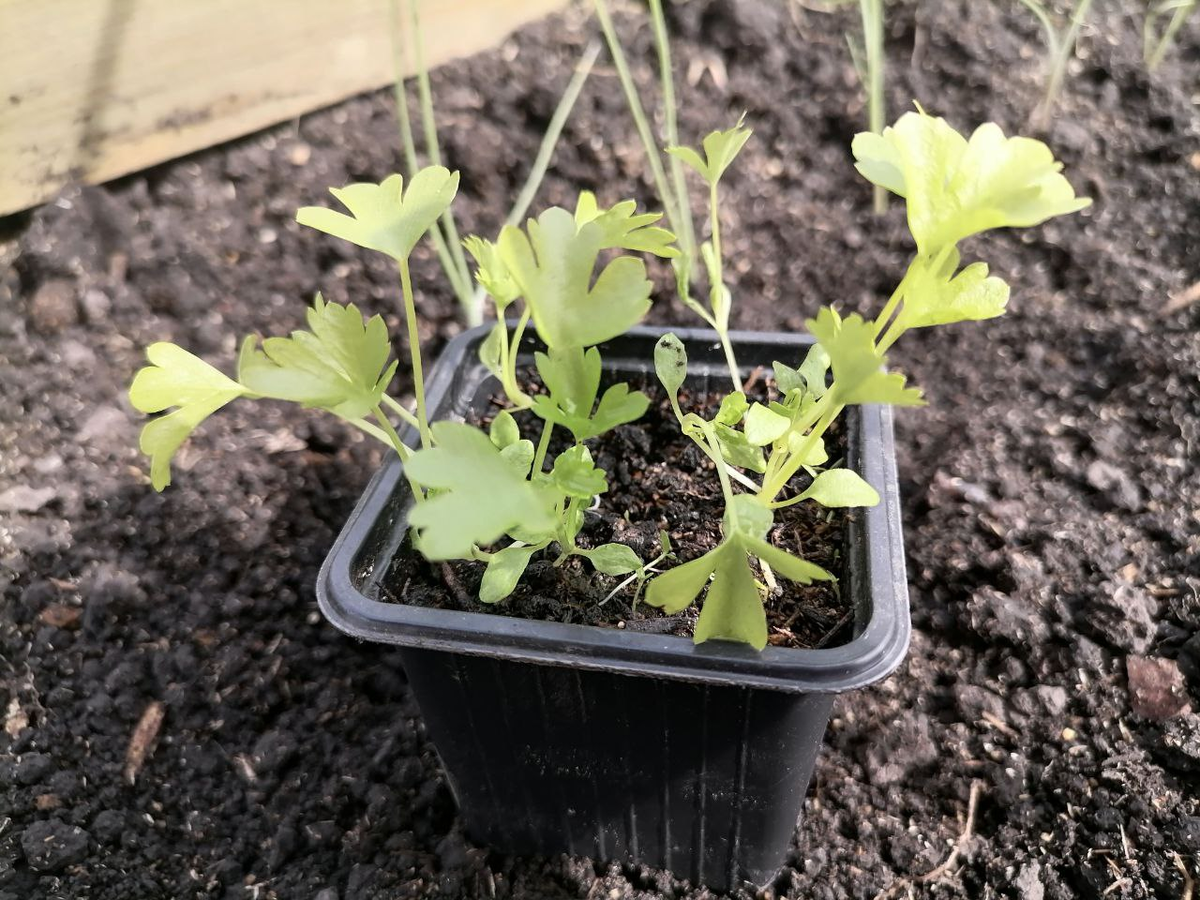 Рассада черешкового сельдерея, фото автора