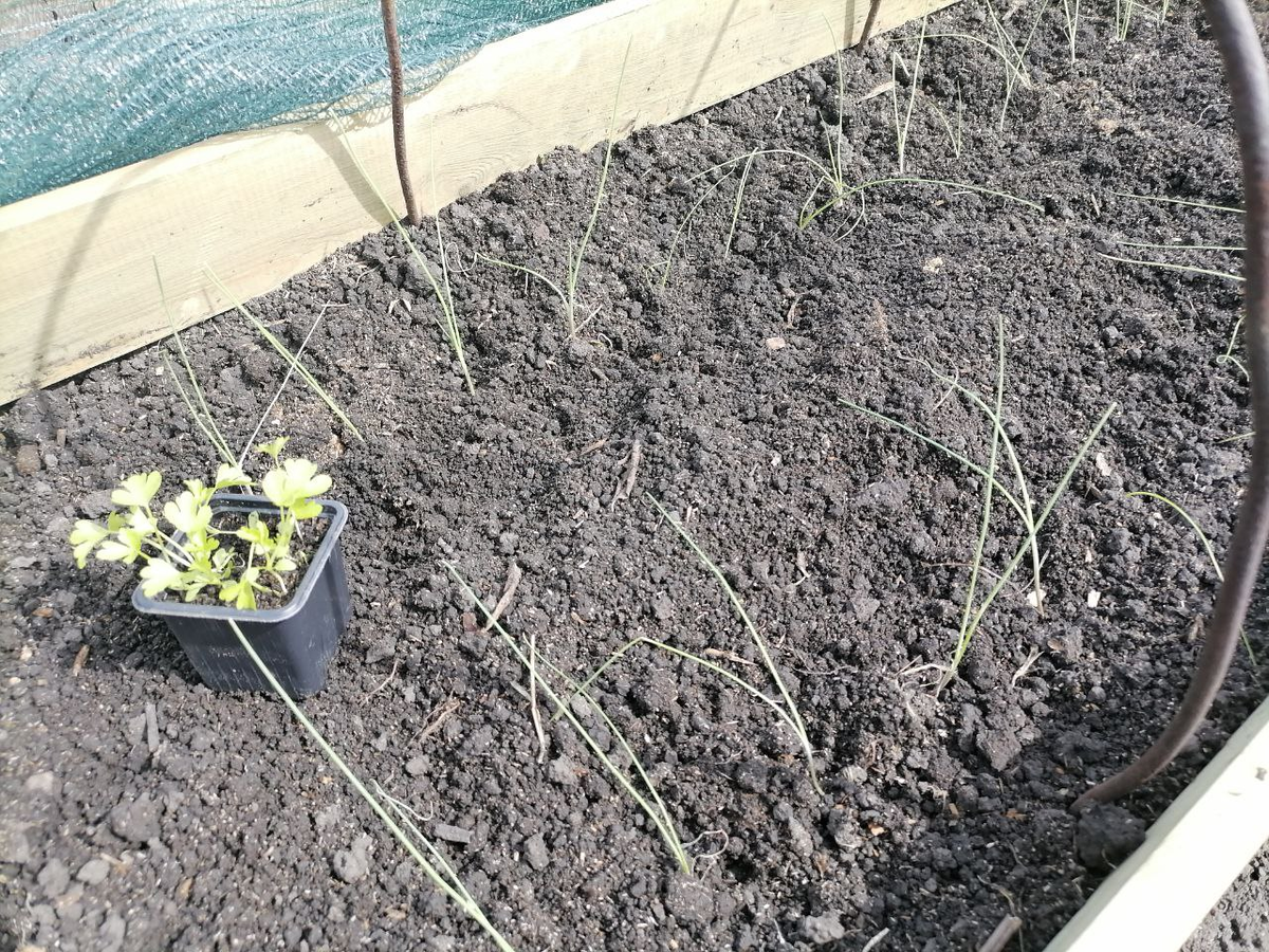 Сельдерей и лук-порей во время высадки, фото автора