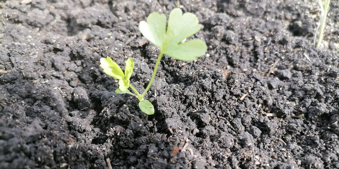 Когда высаживать рассаду сельдерея черешкового, листового, корневого?