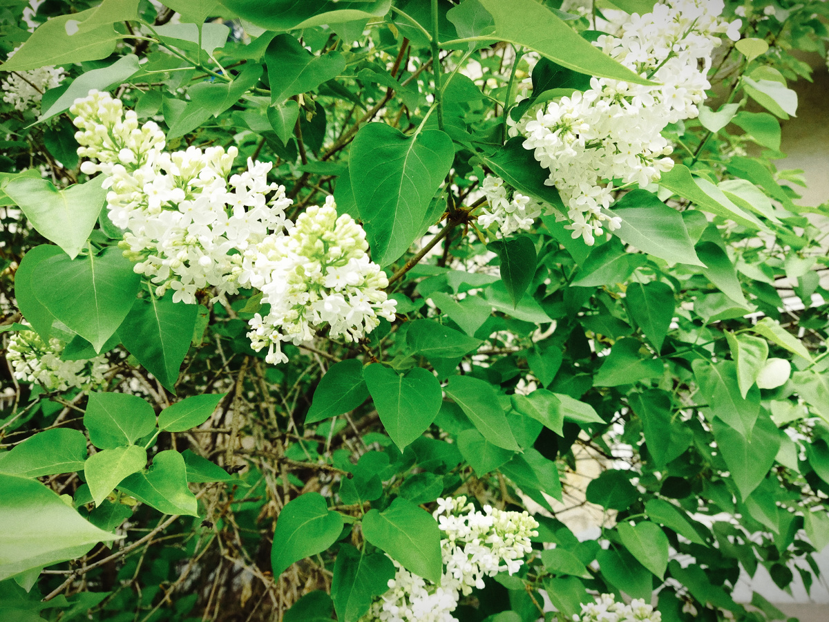 ФОТО АВТОРА. БЕЛАЯ СИРЕНЬ