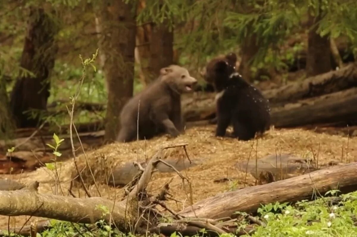    В Тверской области медвежонок Дина возвращается к активной жизни
