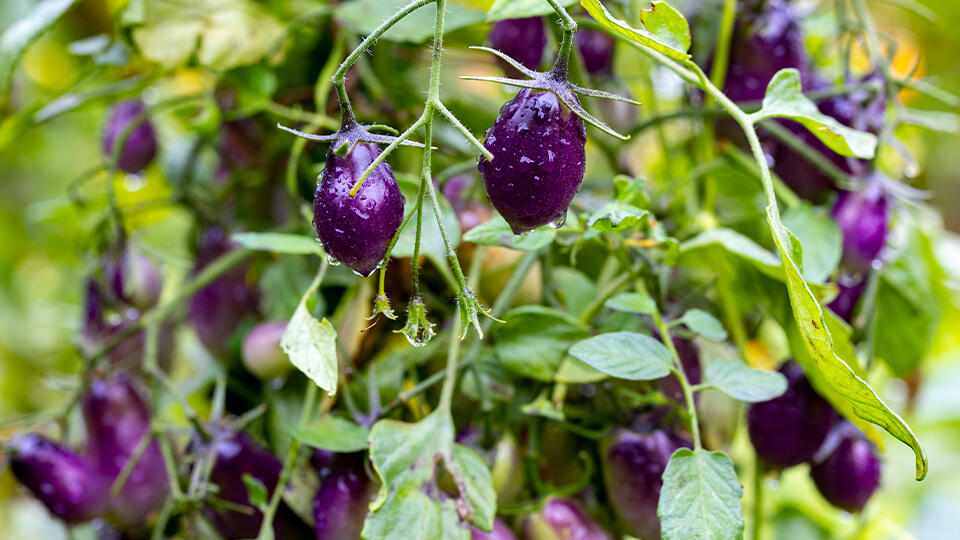 Фото: © Global Look Press/Christoph Reichwein/dpa