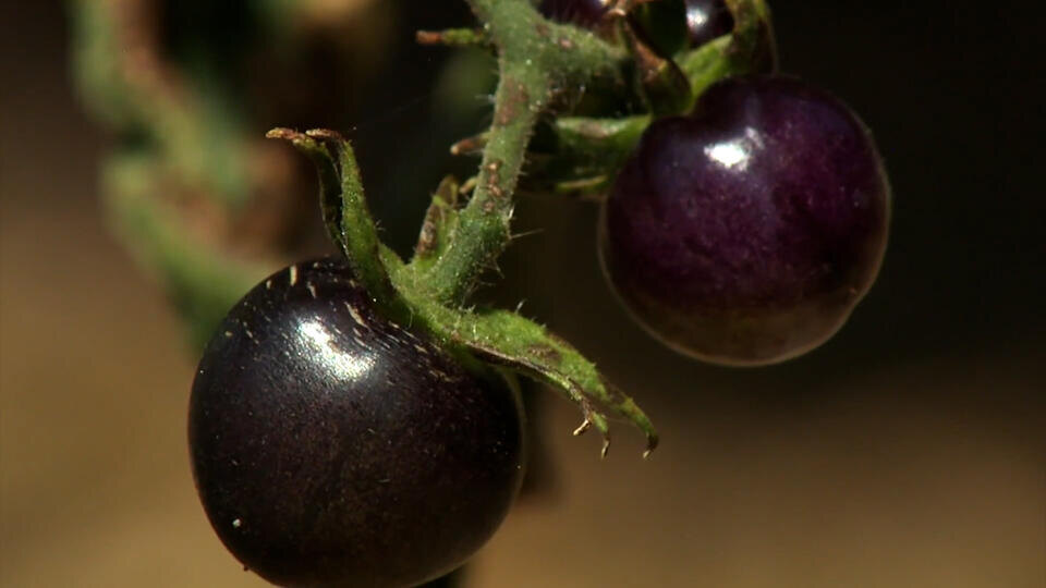 Фото: © Кадр из программы "Загадки человечества", РЕН ТВ