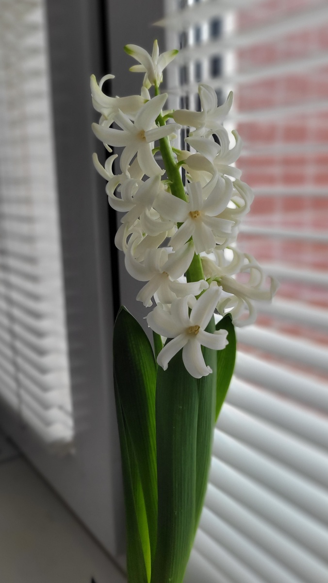 Куплен на выгонку.