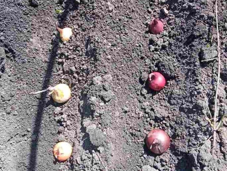    Фото: Пруфы.рф