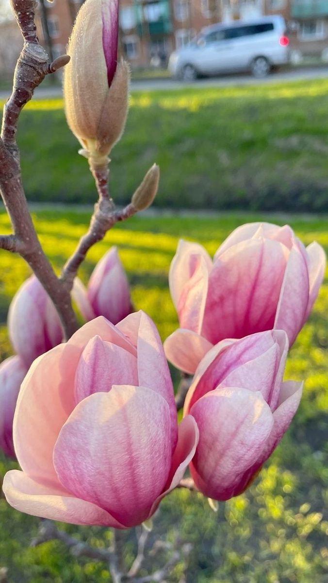 Цветущая бело-розовая магнолия