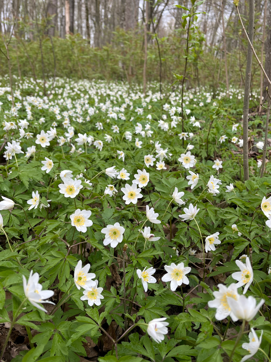 Поле анемон в парке 