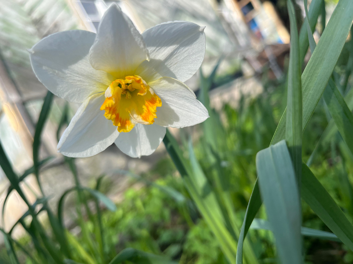 Первый нарцисс на даче