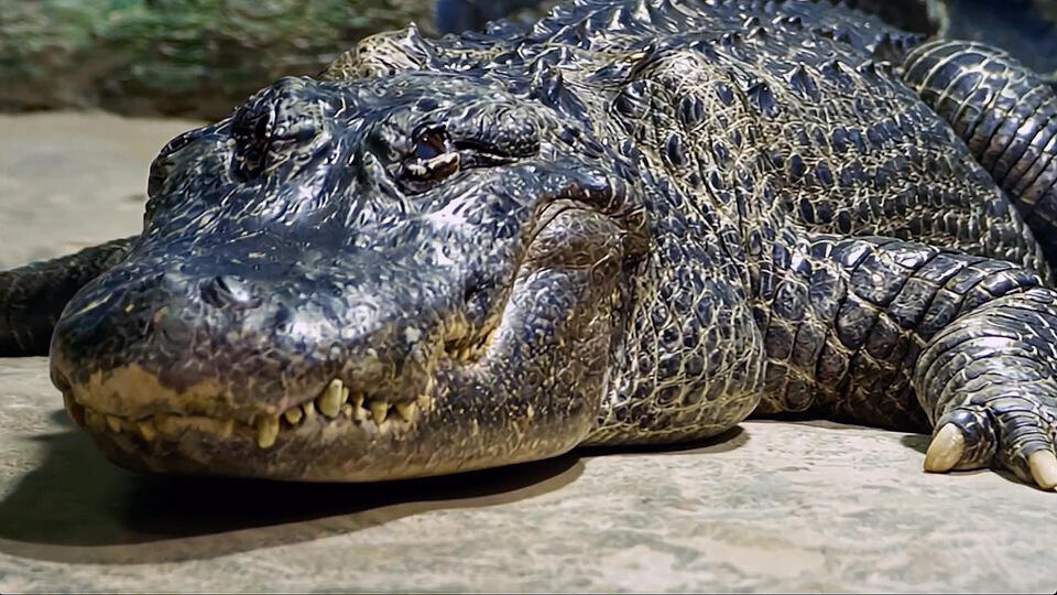 Фото: © Кадр из программы "Невероятно интересные истории", РЕН ТВ