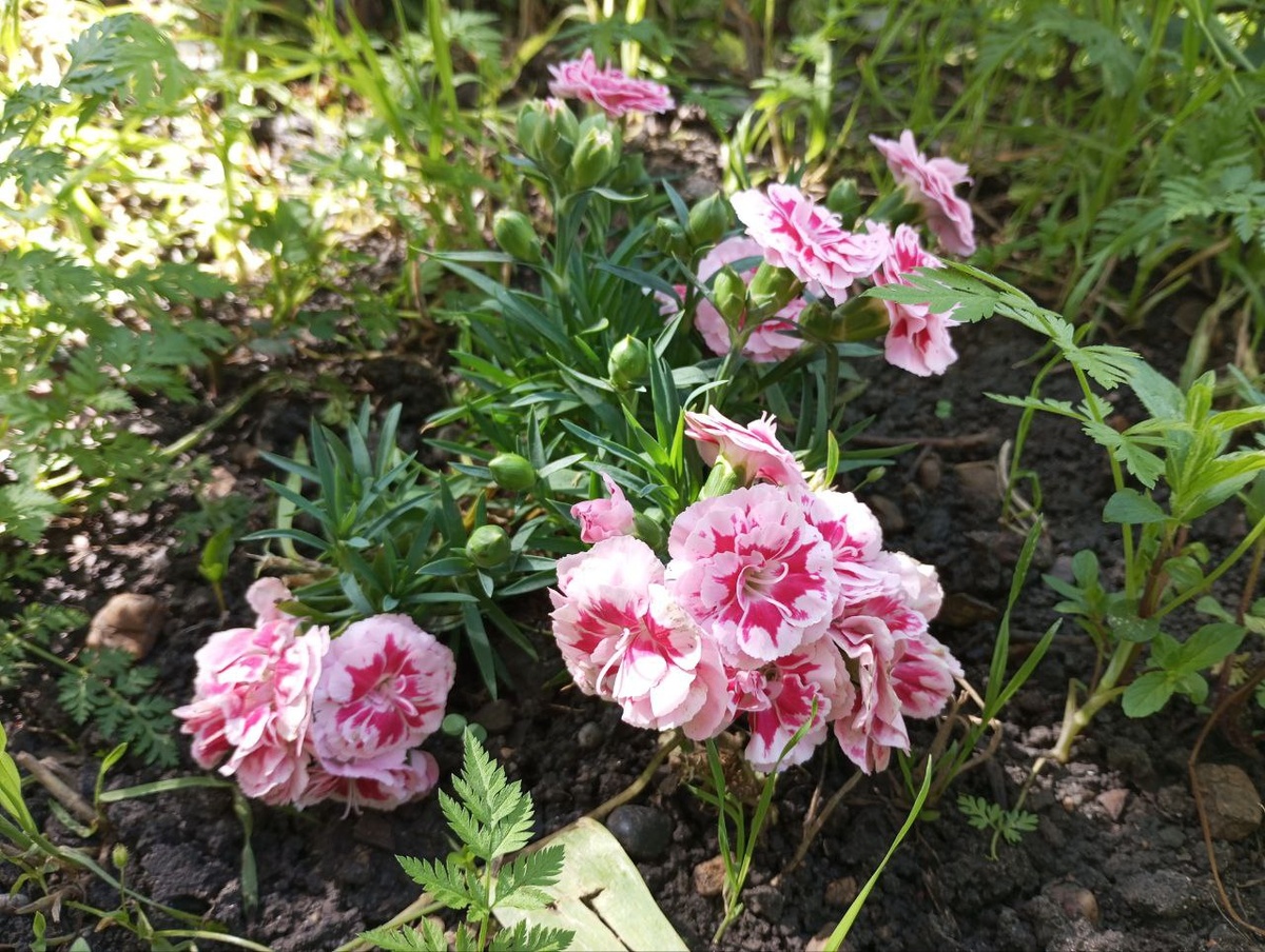 Розовенькая прям мне очень приглянулась