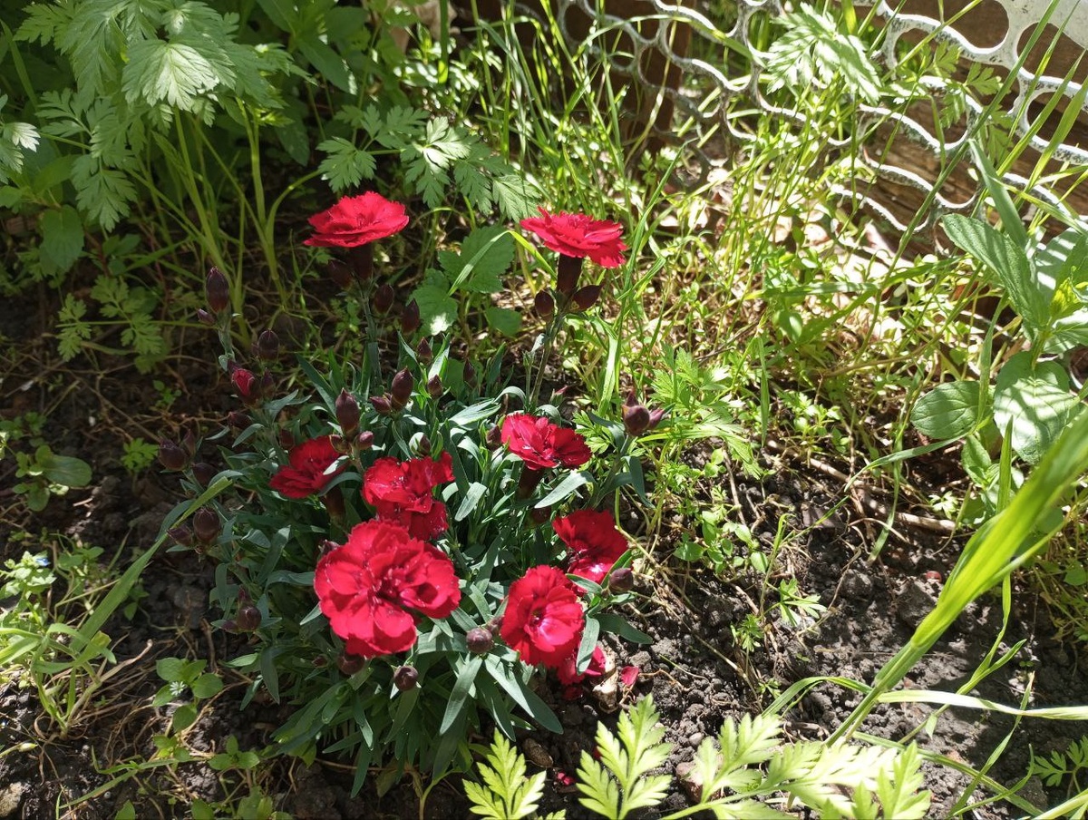 Красную взяла просто потому что не было второй розовой