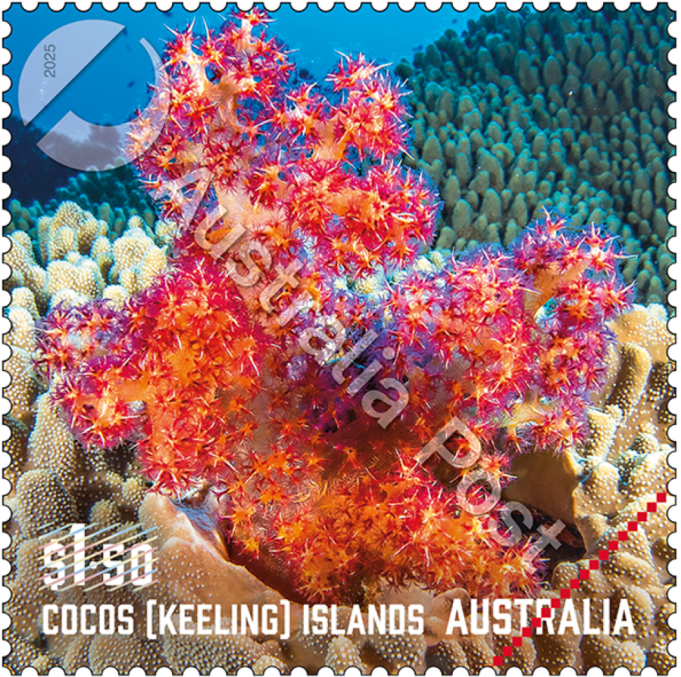 Красный мягкий коралл Склеронефтия