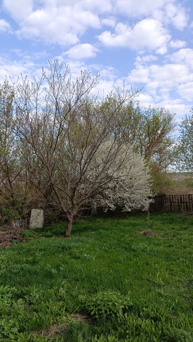 Кусочек сада