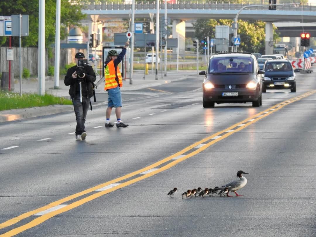 Утка переводит своих детей через автостраду .
