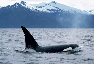 Интересные факты о Баренцевом море.