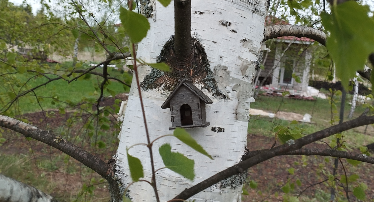 Та самая Муркина будка, висящая на березке. Фото из личного архива.