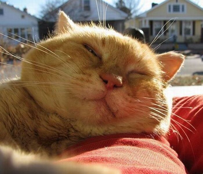 Яндекс.Картинки