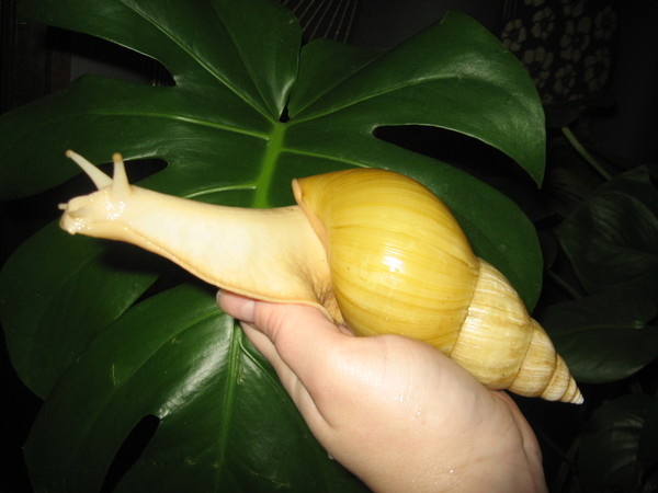 Взрослая улиточка. (Лимонная Ахатина)