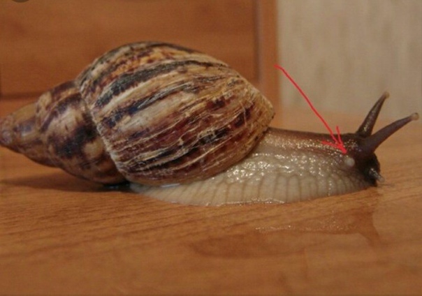 Маленький (бугорок)