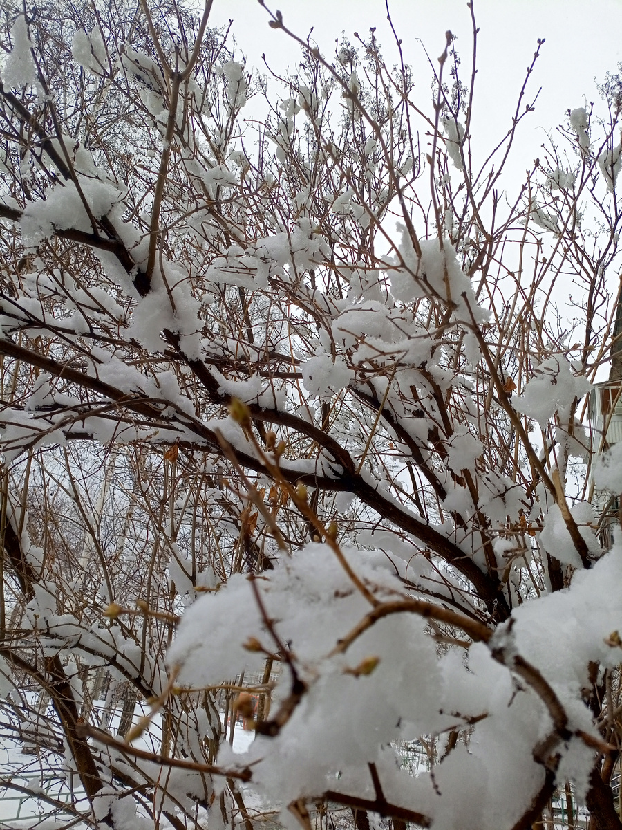 Прощание апреля, внезапный снег))
