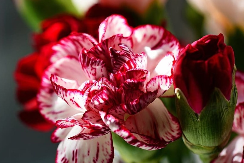 Гвоздики - как неотъемлемый символ Дня Победы