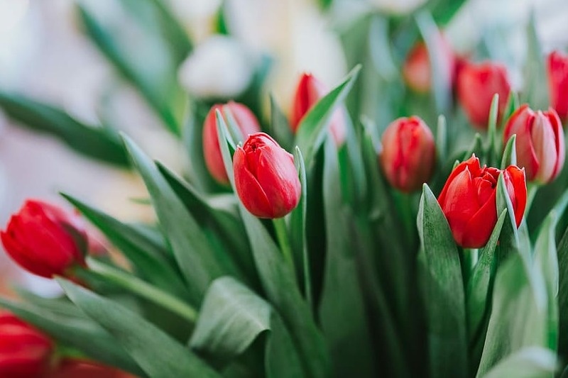 Тюльпаны отражают радость от праздника в День Победы на 9 Мая