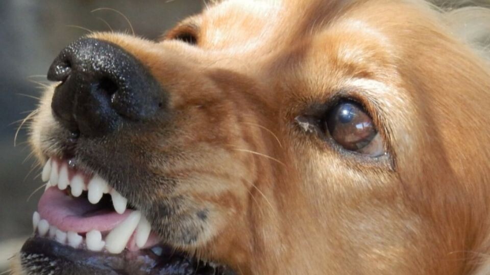    Собака. Источник: pixabay.com