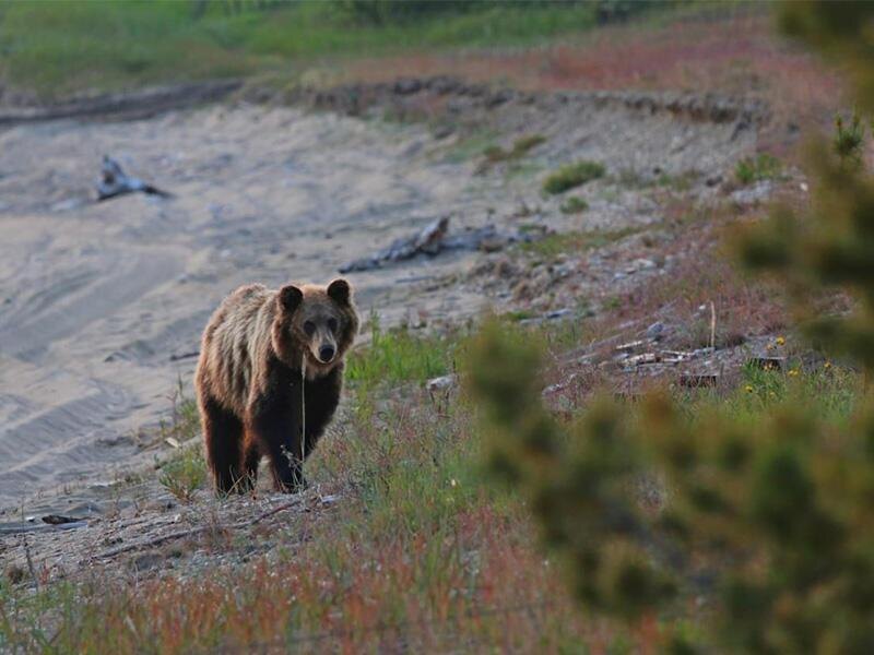 © Фото: «Заповедное Подлеморье»