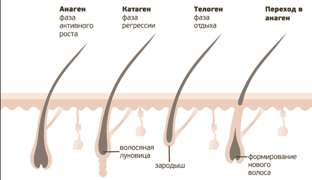    Строение и фазы роста волоса человека