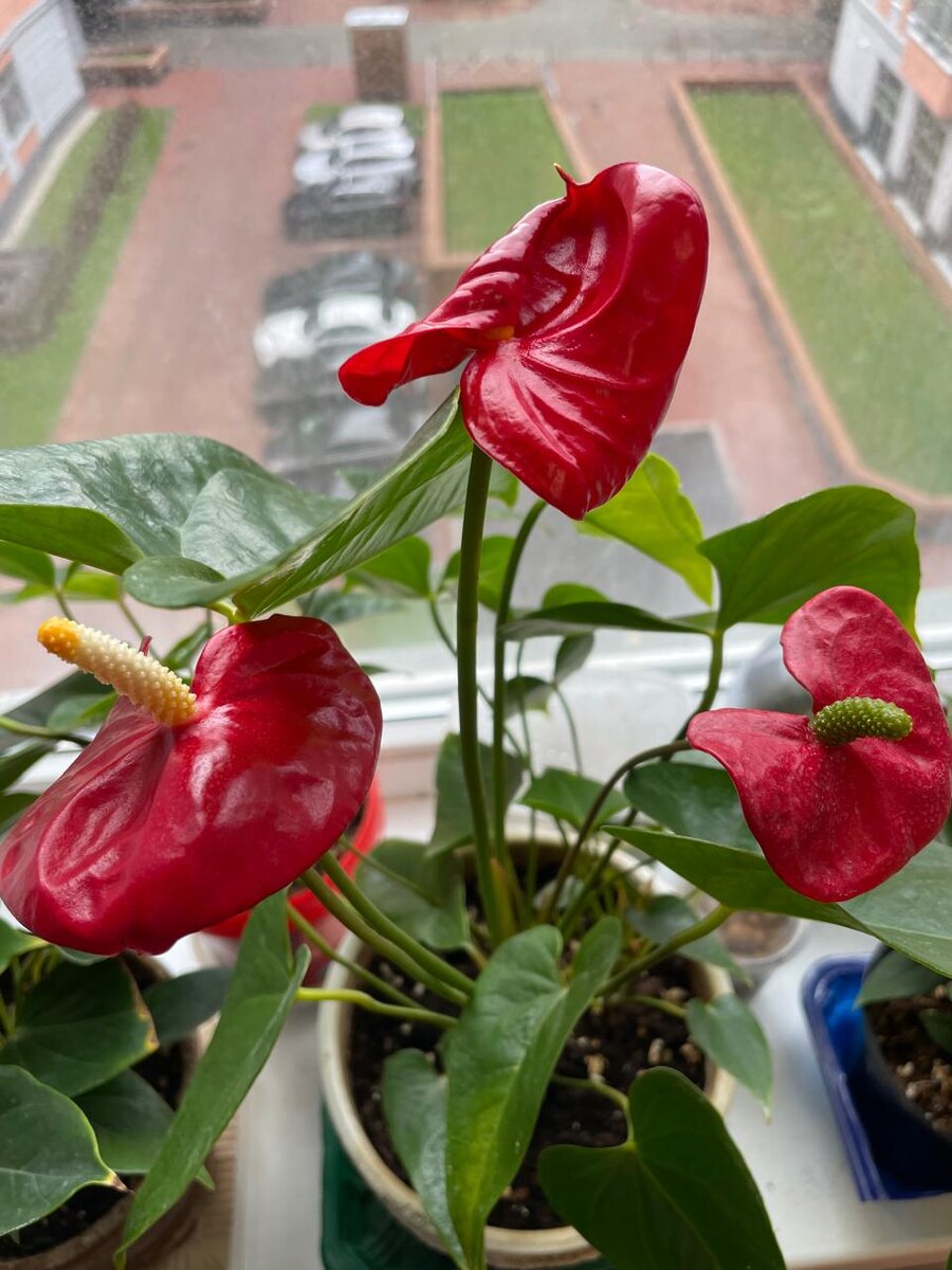 Антуриум Калон