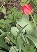 Ранние цветы. 