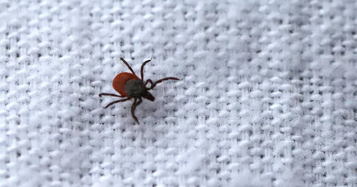 Фото: Денис Абрамов / РИА «Новости»