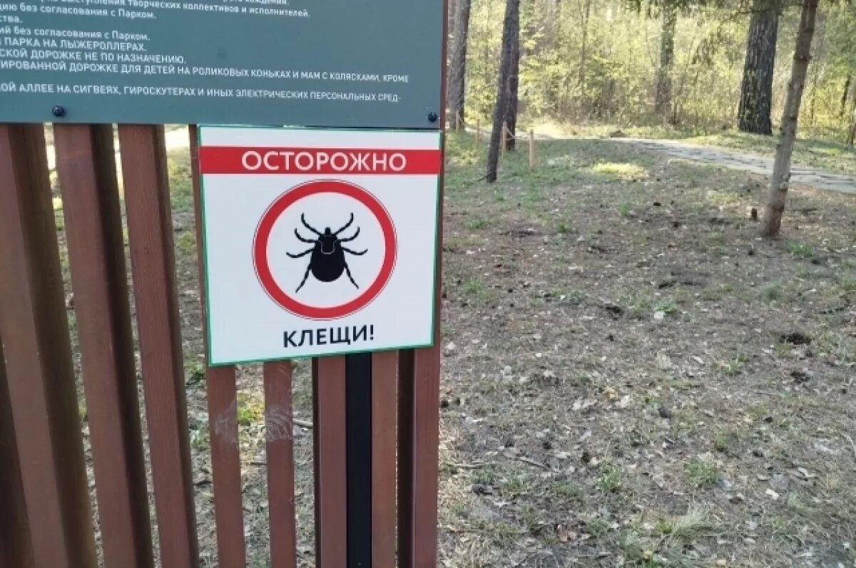    Клещи могут напасть как в лесу, так и в городе.