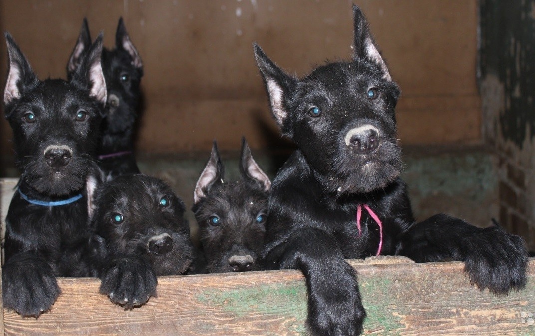 Как раз тот самый помёт