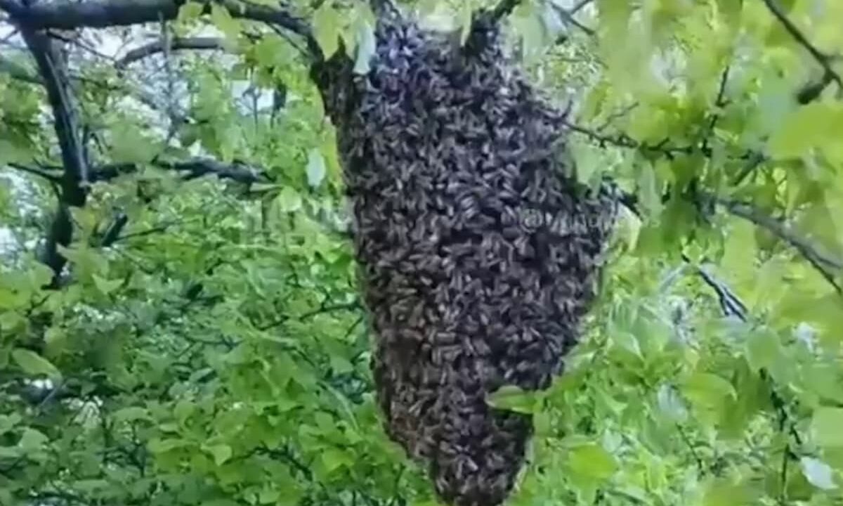    Фото t.me/ng_nov