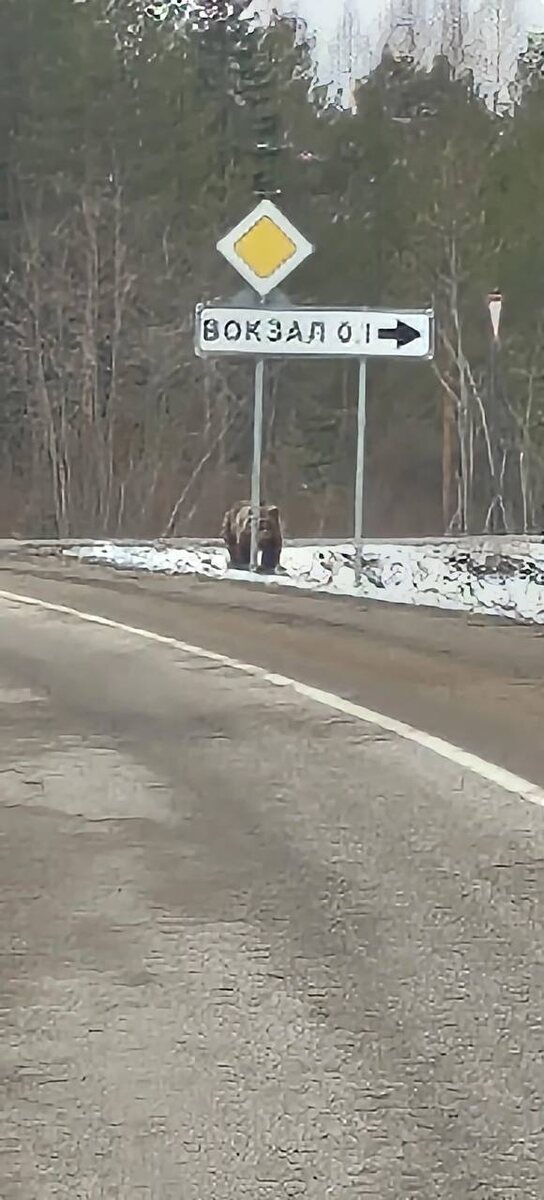    Жители города в Карелии встретили на дороге медведя64 параллель онлайн / ВК