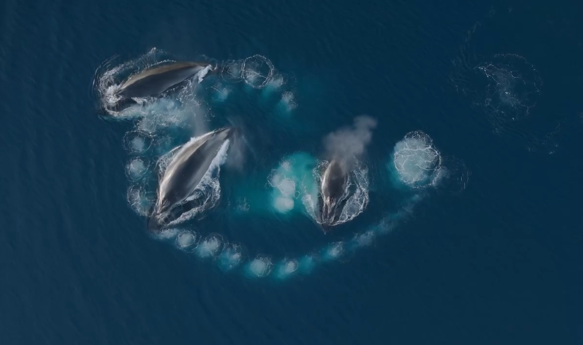 Скриншот: видео Вадим Махоров, vk.com/makhorov