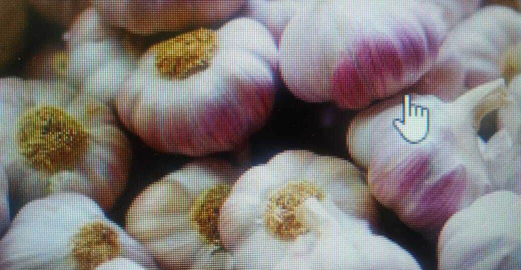 Почему желтеют листья чеснока весной и как с этим справиться?