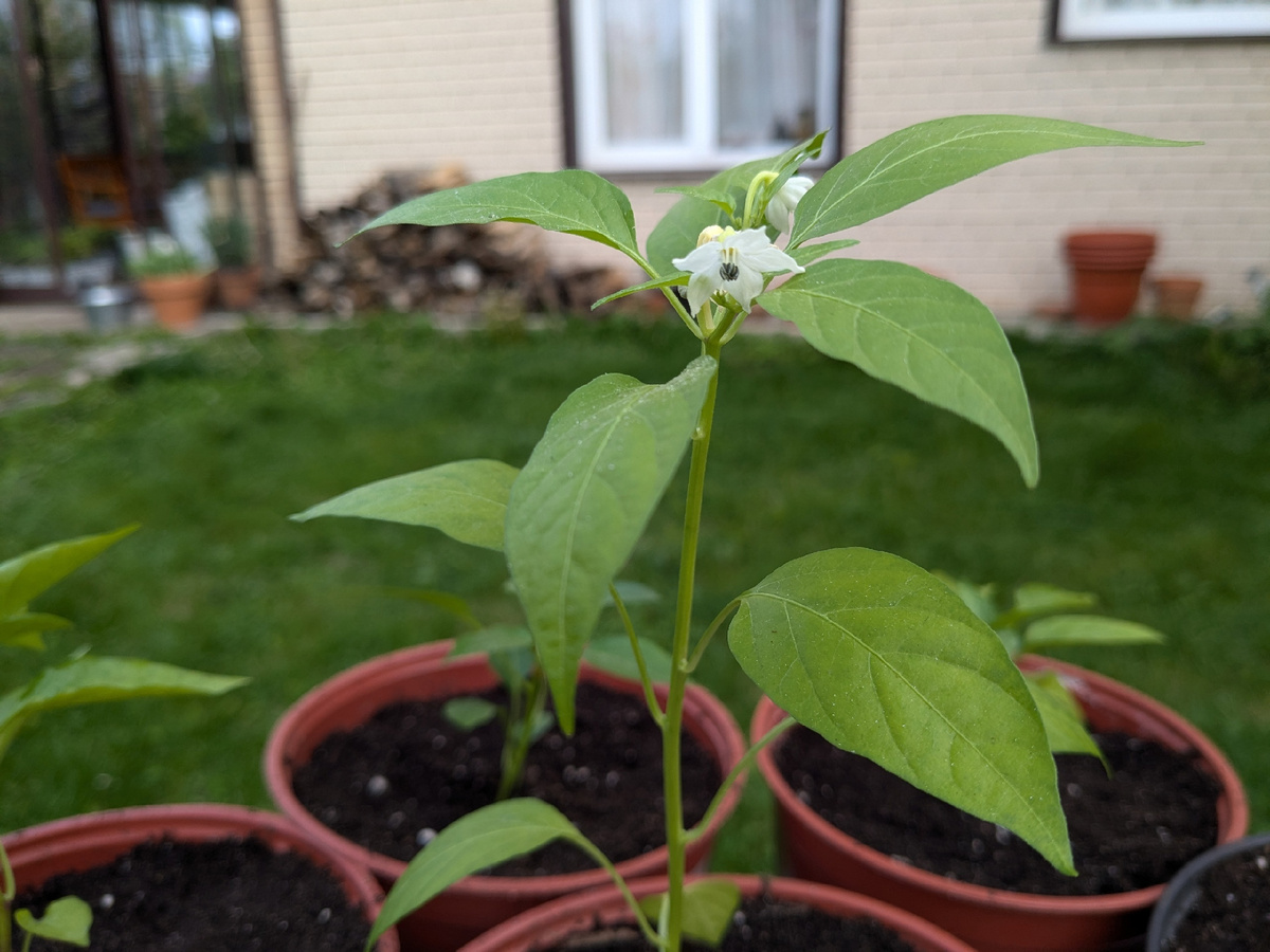 Первыми зацвели Рябиновые бусы